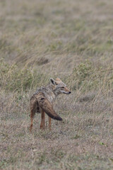 Golden jackals or golden wolf (Canis aureus) between grassland in Serengeti in Tanzania East Africa