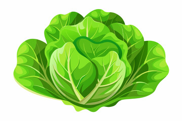 Fresh lettuce on a white background vector art illustration