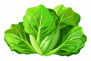 Obraz premium Fresh lettuce on a white background vector art illustration