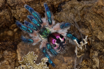 bunte Spinne
