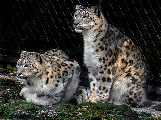 Snow leopards near the fence. Latin name - Uncia uncia	