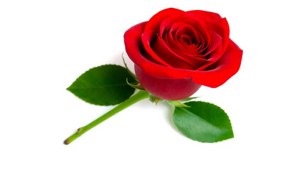 rose isolated on white background
