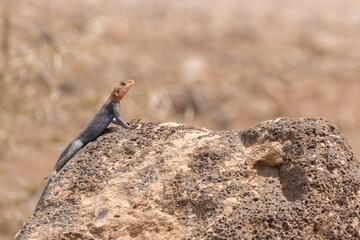 Agama lionotus lizard (Agamidae) sitting on rock during Safari Serengeti in Tanzania East Africa