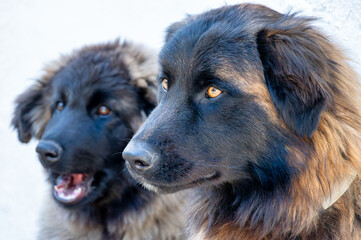 serra da estrela portuguese dog