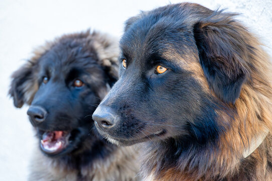 serra da estrela portuguese dog