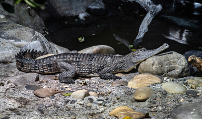 Australian crocodile on the ground. Latin name - Crocodylus johansoni	
