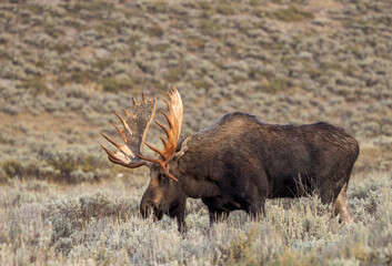 Bull Moose in the rut in Autumn in Grand Teton National Park Wyoming