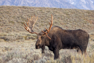 Bull Moose in the rut in Autumn in Grand Teton National Park Wyoming
