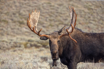 Bull Moose in the rut in Autumn in Grand Teton National Park Wyoming