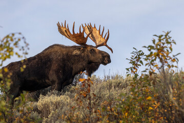 Bull Moose in the rut in Autumn in Grand Teton National Park Wyoming