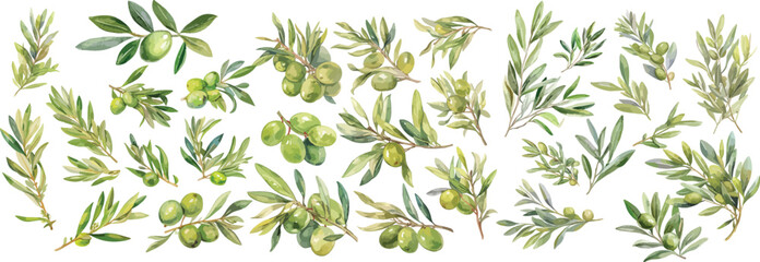 olive branch watercolor clipart