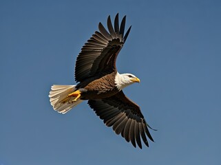 Naklejka premium american bald eagle