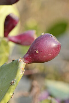 closeup the juicy maroon cactus fruit with green plant soft focus natural green yellow background.