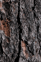 bark of a tree