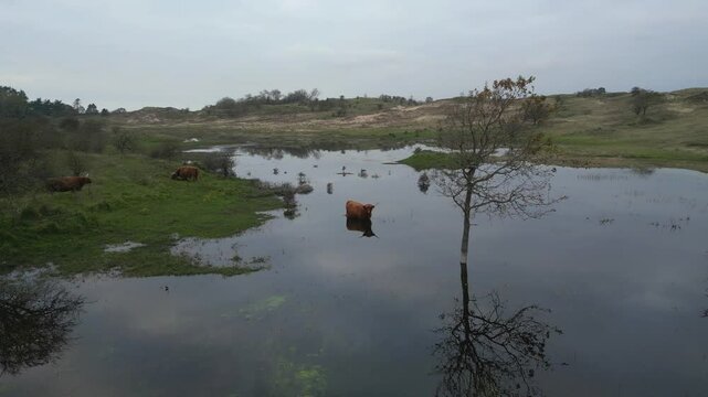 Aerial view of Scottish highlanders in the Kennemerdunes, North Holland, The Netherlands