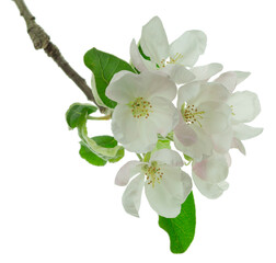 apple blossom, apple tree branch on on transparent, png.apple tree blossoms with green leaves ,...