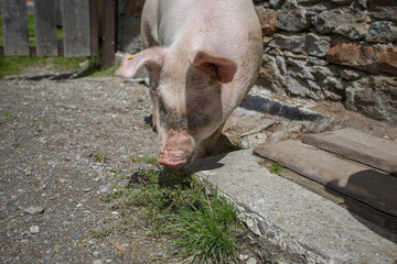 Happy free-range pigs enjoying summer outdoors, running and resting in green pasture. Healthy, content animals living naturally in the countryside under warm sunlight.