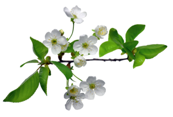 The branches of flowering cherry with foliage. cherry blossoms sakura tree bloom in spring isolated on white background.  copy space.  close - up.