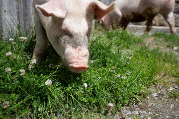 Happy free-range pigs enjoying summer outdoors, running and resting in green pasture. Healthy, content animals living naturally in the countryside under warm sunlight.