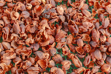 Process of drying coffee beans (parchment arabica geisha coffee)