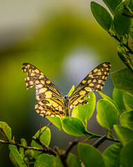 Lime Butterfly