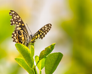 Lime Butterfly
