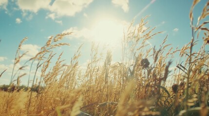 Fototapeta premium Bright Overcast Countryside Landscape under Sunlight