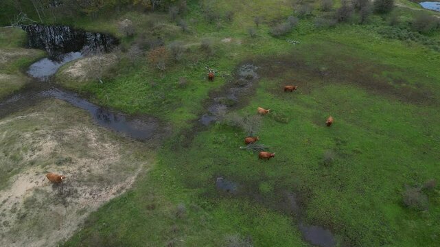 Aerial view of Scottish highlanders in the Kennemerdunes, North Holland, The Netherlands