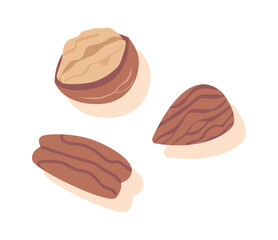 Walnut and almond seeds vector illustration