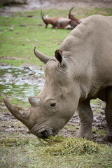 Fototapeta premium The white rhinoceros, white rhino or square-lipped rhinoceros (Ceratotherium simum) is the largest extant species of rhinoceros.