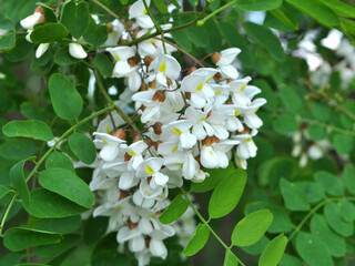 White acacia (Robinia pseudoacacia) blooms in nature