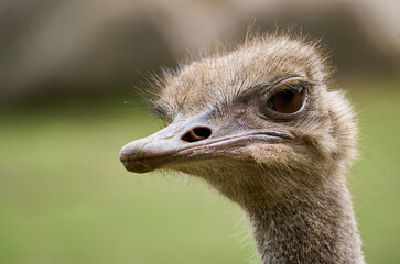 Ostriches are large flightless birds.