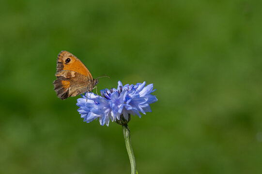 Brown gatekeeper female butterfly collecting nectar from blue cornflower