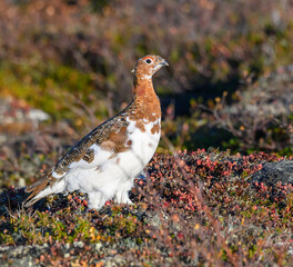 Willow Ptarmigan in the Tundra