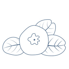 Single Blueberry Fruits with Leaves Outline Illustration	Isolated on White Background