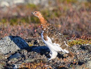 Willow Ptarmigan in the Tundra