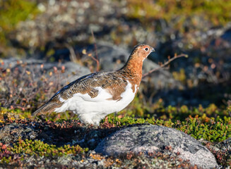 Obraz premium Willow Ptarmigan in the Tundra