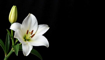 Fototapeta premium Pure white lily blooms on a black velvet background, velvet, flower,