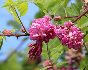 Acacia with pink flowers (Robinia viscosa) blooms in the garden