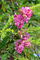 Acacia with pink flowers (Robinia viscosa) blooms in the garden
