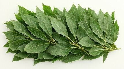 Fresh green leaves arranged on white background.