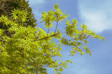 新緑のもみじと青空の風景