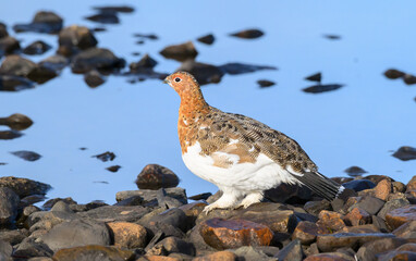 Willow Ptarmigan in the Tundra