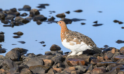 Willow Ptarmigan in the Tundra