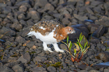 Willow Ptarmigan in the Tundra