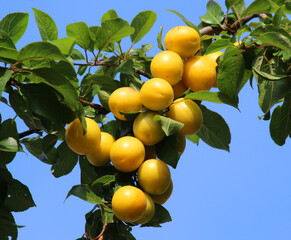 On the branch ripen fruits of cherry plums (Prunus cerasifera).