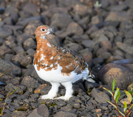 Willow Ptarmigan in the Tundra