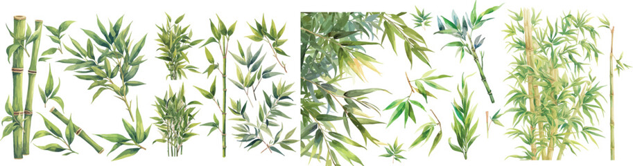 bamboo leave and steam watercolor clipart