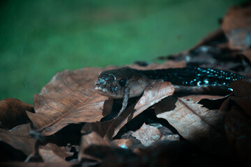 A closeup shot of a snake hiding in autumn leaves. Coluber jugularis, fire racer snake