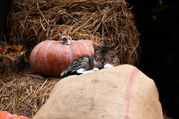 A cute little grey kitten. Tabby cat sitting on a pumpkins. Da Lat City, Vietnam